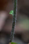 Longleaf groundcherry